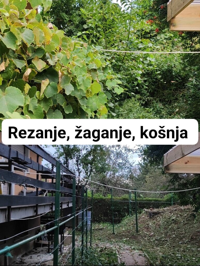 Obrezovanje zive meje